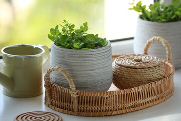 Aromatic potted oregano and stylish watering can on window sill indoors