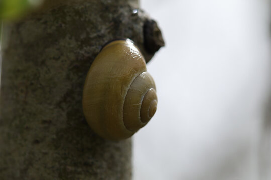 Cepaea sp.
Cepaea sp. in its natural element
