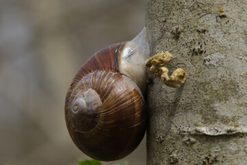 Escargot petit-gris (Cornu aspersum)
Cornu aspersum in its natural element
