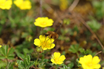 Bombyle (Bombylius major)
Bombylius major in its natural element
