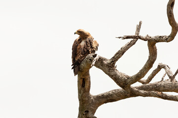Aigle ravisseur,.Aquila rapax, Tawny Eagle
