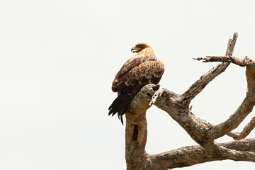 Aigle ravisseur,.Aquila rapax, Tawny Eagle
