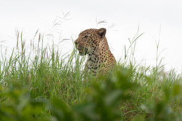 Guépard, cheetah, Acinonyx jubatus, Parc national Kruger, Afrique du Sud