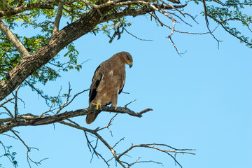 Aigle ravisseur,.Aquila rapax, Tawny Eagle