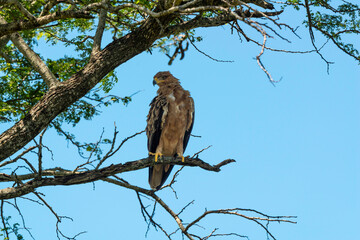 Aigle ravisseur,.Aquila rapax, Tawny Eagle