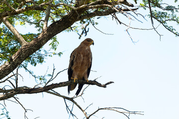 Aigle ravisseur,.Aquila rapax, Tawny Eagle