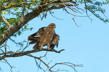 Aigle ravisseur,.Aquila rapax, Tawny Eagle