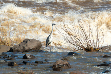 Héron cendré, Ardea cinerea, Grey Heron