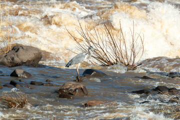 Héron cendré, Ardea cinerea, Grey Heron