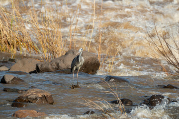 Héron cendré, Ardea cinerea, Grey Heron