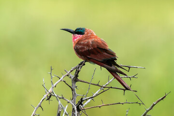 Guêpier carmin,.Merops nubicoides, Southern Carmine Bee eater