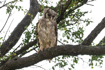 Grand duc de Verreaux,.Ketupa lactea, Verreaux's Eagle Owl