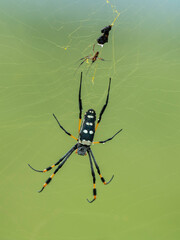 Araignée à pattes d'or - Trichonephila senegalensis