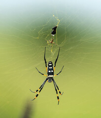 Araignée à pattes d'or - Trichonephila senegalensis