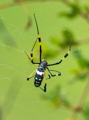 Araignée à pattes d'or - Trichonephila senegalensis
