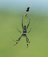 Araignée à pattes d'or - Trichonephila senegalensis