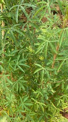 close up of pine needles