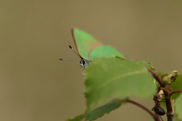 Argus vert (Callophrys rubi)
Callophrys rubi in its natural element
