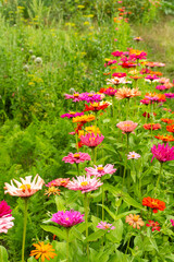 Obraz premium Colorful zinnia flowers in the garden, summer garden with flowers