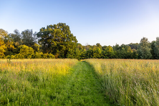 Evening light in rural Sussex, with a grass pathway mowed through a meadow