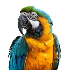 parrot Exotic with bright plumage, isolated on transparent png background	
