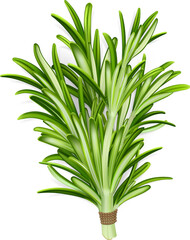 Rosemary Illustration