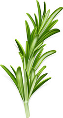 Rosemary Sprig