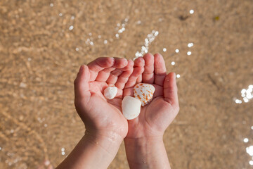 Hands Holding Seashells Over Wet Sandy Beach