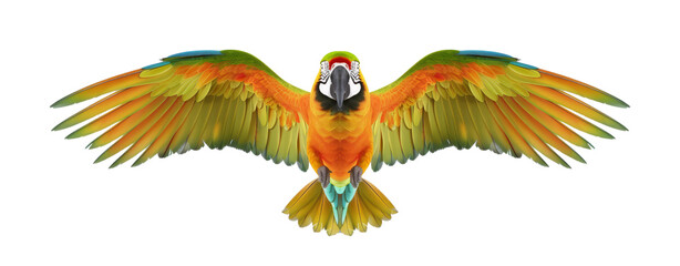 Fototapeta premium realistic an parrot colorfull is descending with its wings open with a front view, isolated on transparent png background
