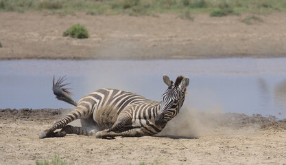 plains zebra rolling around on its side in a cloud of dust in the wild serengeti national park, tanzania