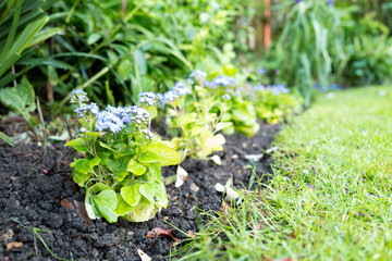 Young Floss flower lilac plants seen planted in a row in a freshly dug flower bed. Having been purchased recently from a garden nursery.