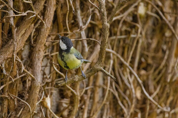 A small bird is perched on a branch in a wooded area