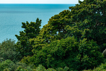 dense crowns of trees. jungle. Thailand. a monkey in a tree. summer.the sun. day