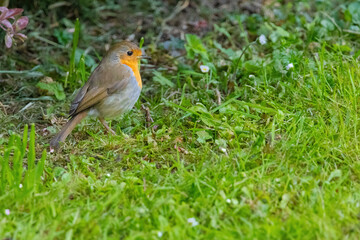 Close-up of robin bird perching on ground