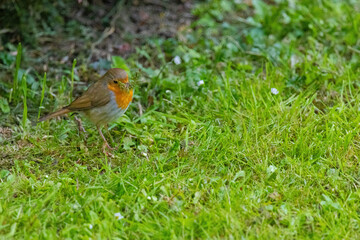 Close-up of robin bird perching on ground