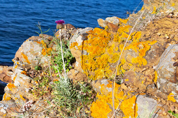 Milk thistle on a rock with lichen at the shore of the Bulgarian Black Sea near Sinemorets, Tsarevo...