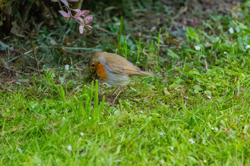 Close-up of robin bird perching on ground