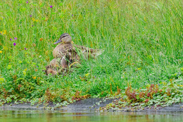 family of young wild ducks on the grass