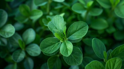 Close-up of lush green leaves in a natural setting, showcasing the beauty and detail of nature in an outdoor environment.