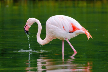 close-up portrait of african flamingo walking around in water