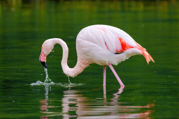 close-up portrait of african flamingo walking around in water
