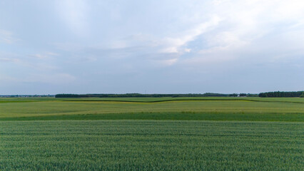 Aerial view of agriculture area and green wavy fields in sunny day.