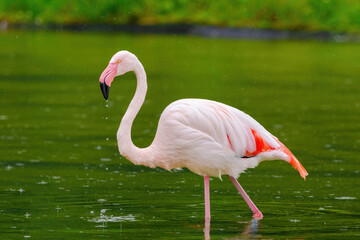 close-up portrait of african flamingo walking around in water