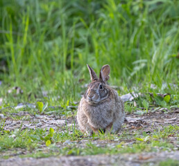 Eastern Cottontail Rabbit in a grassy clearing at Pelee National Park in spring