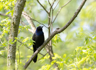 Common Grackle in a green woodland habitat in Ontario