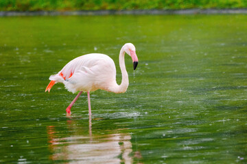 close-up portrait of african flamingo walking around in water