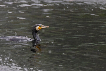 The great cormorant, Phalacrocorax carbo, known as the great black cormorant