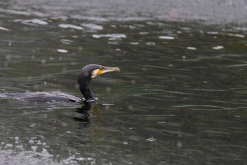 The great cormorant, Phalacrocorax carbo, known as the great black cormorant