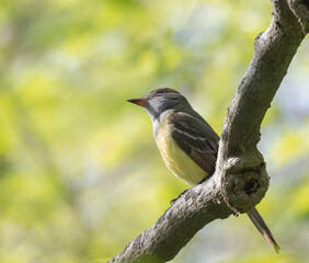 Great Crested Flycatcher in a forest in Pelee National park Ontario with green foliage background
