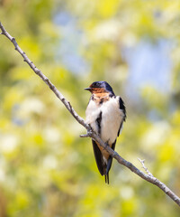 Closeup Barn Swallow perching on a branch with green nature background